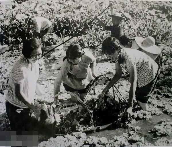 1966年福建建宁，农场饲养员在采集猪饲料。