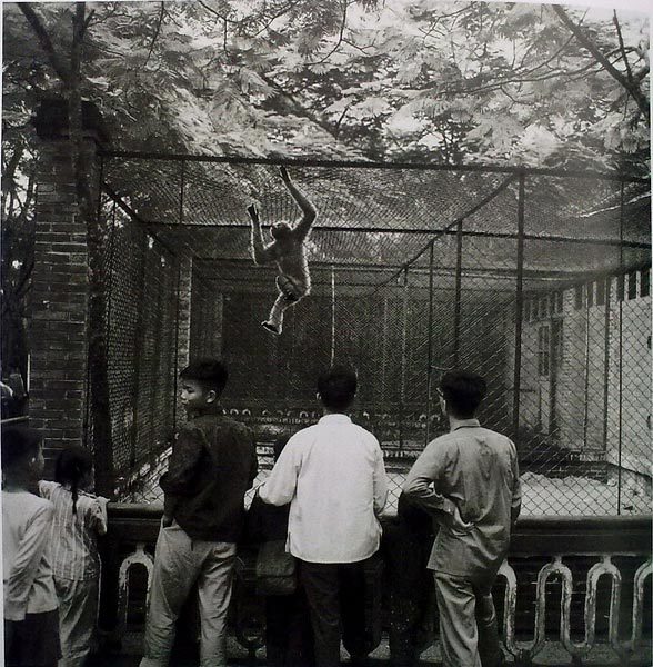 1969年广东广州，动物园，猴子与游客
