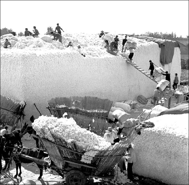 1975年10月，陕西大荔县棉花丰收，社员们在县棉绒收购站交棉花 2