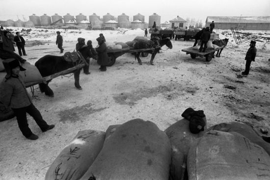 为黑龙江交公粮的农民