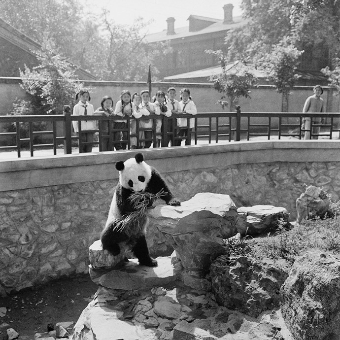 14_熊猫，刊登在1959年出版的《中国》大型画册中