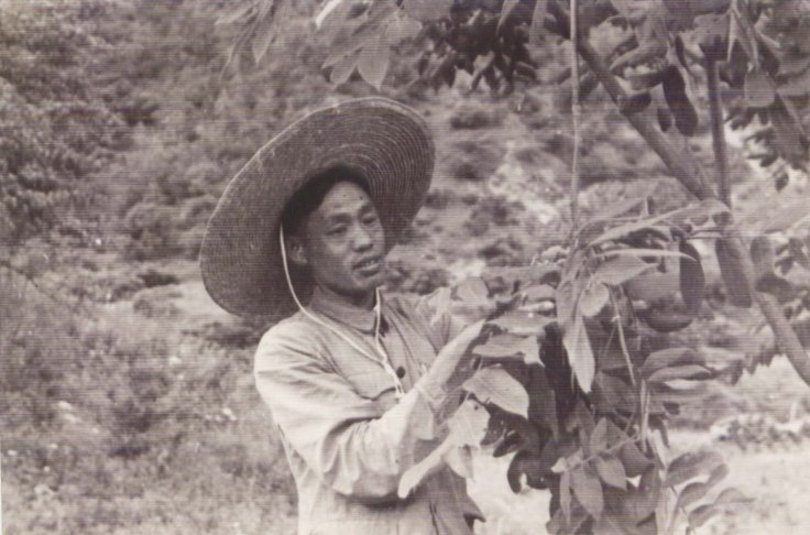 1.10 1963年，中药组张蔚兴外出采集药材