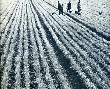 hubezhou-1964-xuguangyingchun004