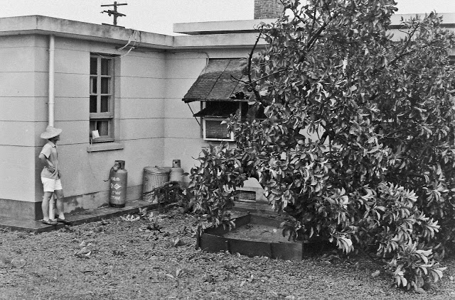pict0425-1969-typhoon-damage-avacado-tree-13-20-house-1